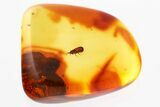 Fossil Wingless Scale Insect (Coccoidea) in Baltic Amber #335774-1